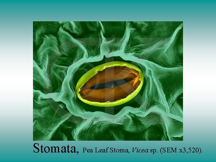 Stomata, Pea Leaf Stoma, Vicea sp. (SEM x 3, 520). 