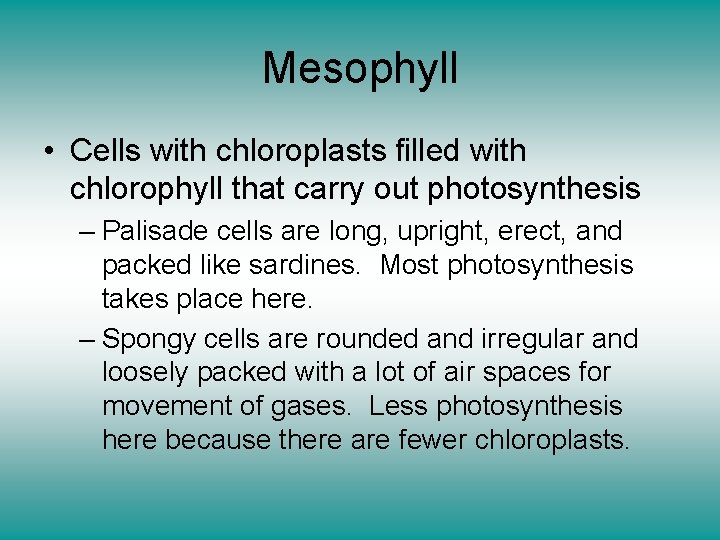 Mesophyll • Cells with chloroplasts filled with chlorophyll that carry out photosynthesis – Palisade