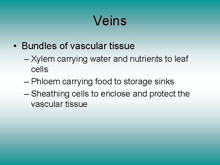 Veins • Bundles of vascular tissue – Xylem carrying water and nutrients to leaf