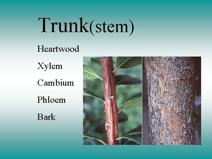 Trunk(stem) Heartwood Xylem Cambium Phloem Bark 