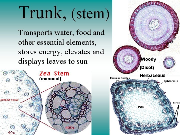 Trunk, (stem) Transports water, food and other essential elements, stores energy, elevates and displays