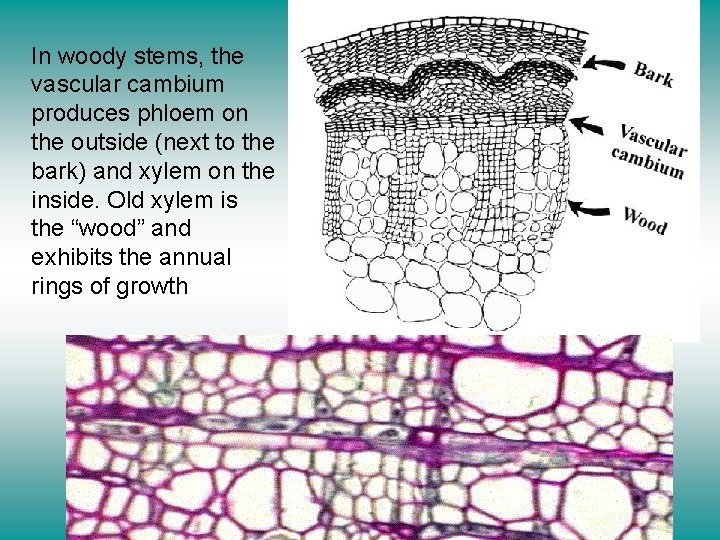 In woody stems, the vascular cambium produces phloem on the outside (next to the