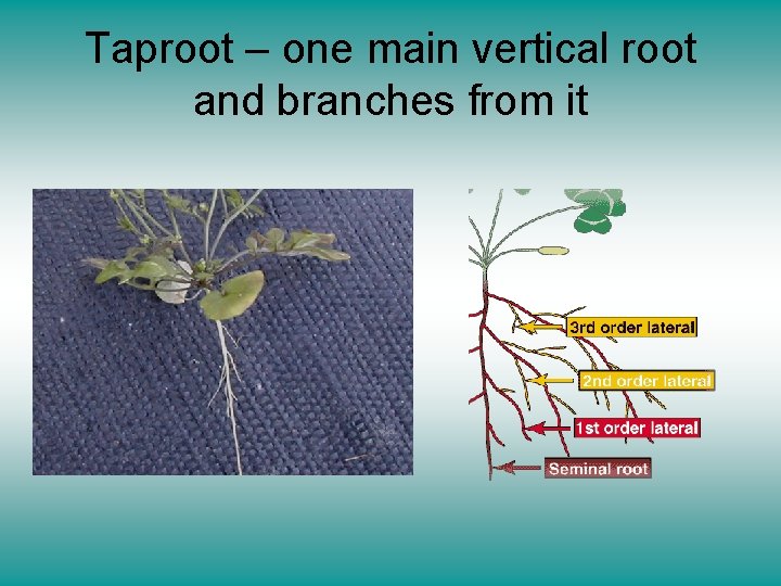 Taproot – one main vertical root and branches from it 