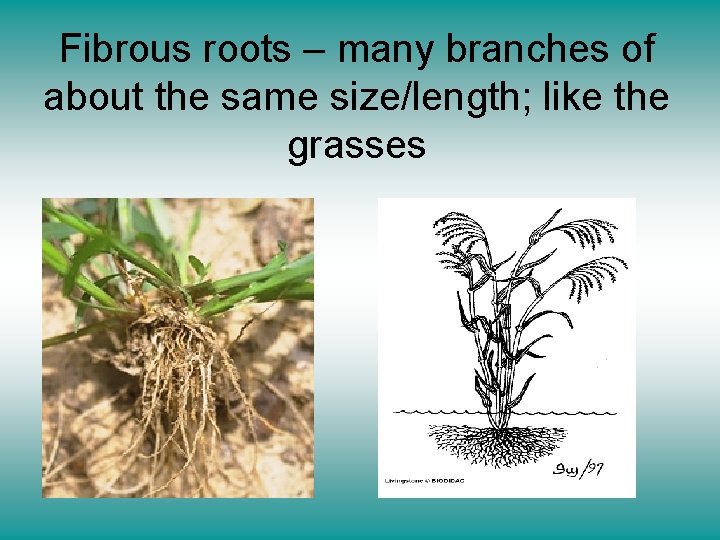 Fibrous roots – many branches of about the same size/length; like the grasses 