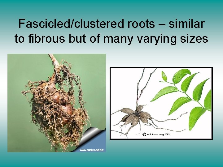 Fascicled/clustered roots – similar to fibrous but of many varying sizes 