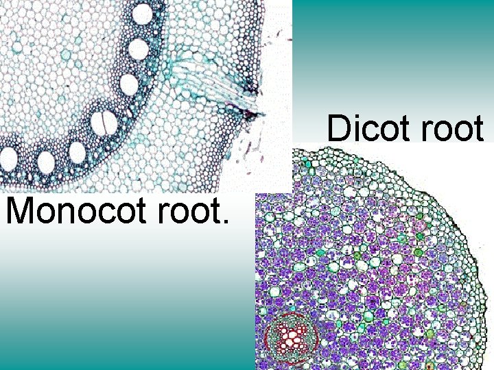 Dicot root Monocot root. 