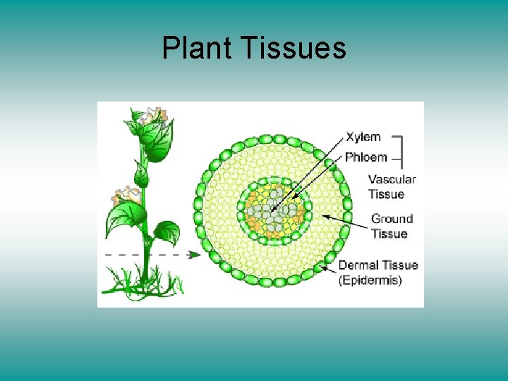 Plant Tissues 