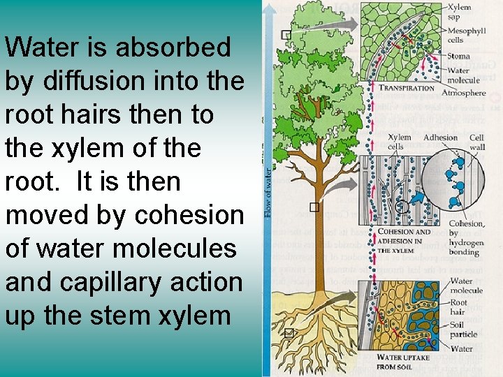 Water is absorbed by diffusion into the root hairs then to the xylem of