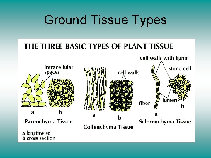 Ground Tissue Types 