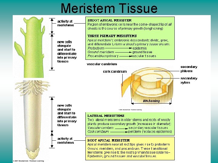 Meristem Tissue 