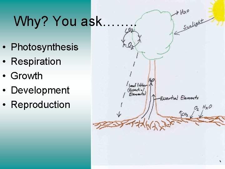 Why? You ask……. . • • • Photosynthesis Respiration Growth Development Reproduction 