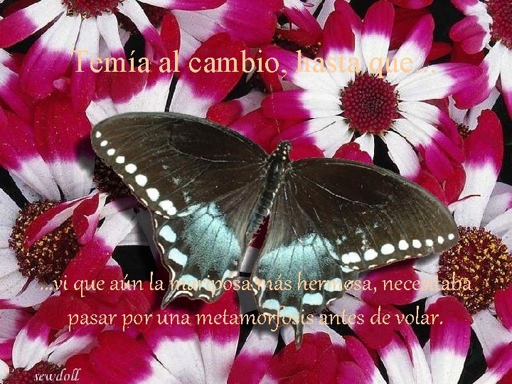 Temía al cambio, hasta que. . . vi que aún la mariposa más hermosa,