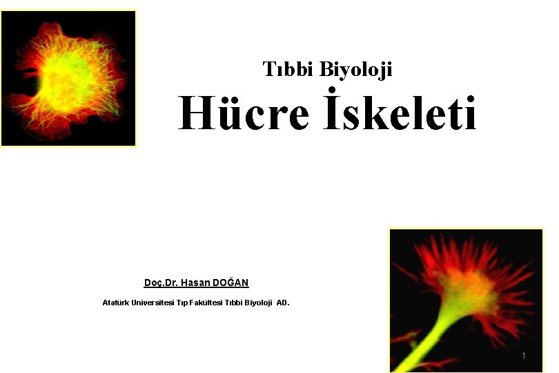 Tıbbi Biyoloji Hücre İskeleti Doç. Dr. Hasan DOĞAN Atatürk Universitesi Tıp Fakültesi Tıbbi Biyoloji