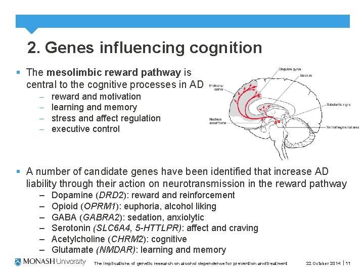 2. Genes influencing cognition § The mesolimbic reward pathway is central to the cognitive