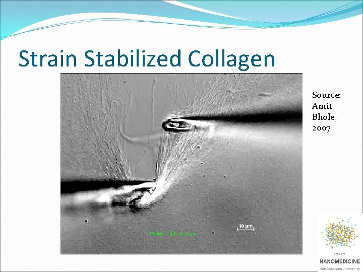 Strain Stabilized Collagen Source: Amit Bhole, 2007 