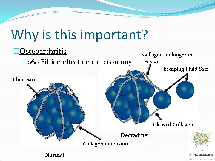 Why is this important? �Osteoarthritis �$60 Billion effect on the economy Collagen no longer