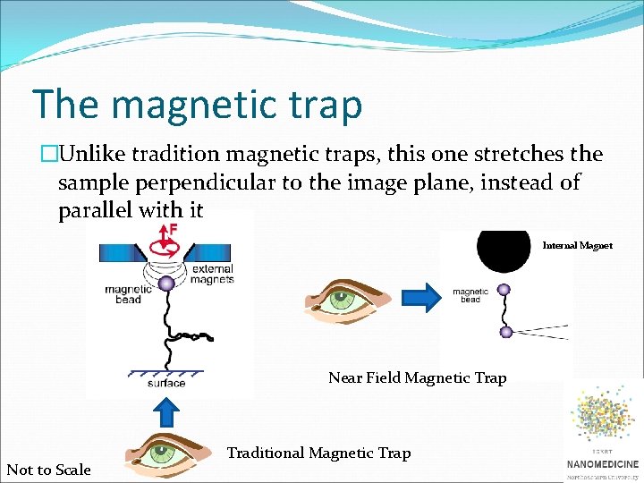 The magnetic trap �Unlike tradition magnetic traps, this one stretches the sample perpendicular to