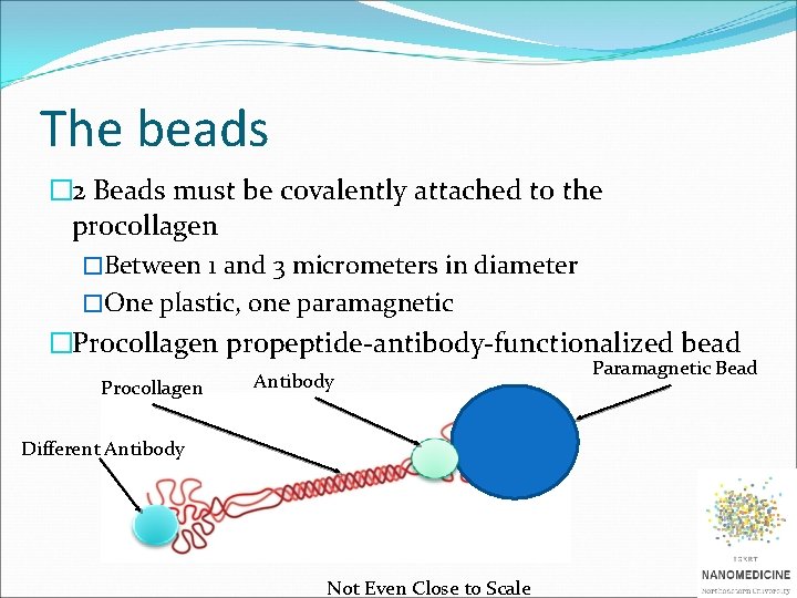 The beads � 2 Beads must be covalently attached to the procollagen �Between 1
