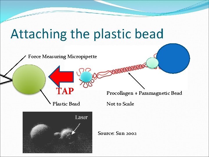 Attaching the plastic bead Force Measuring Micropipette TAP Plastic Bead Procollagen + Paramagnetic Bead