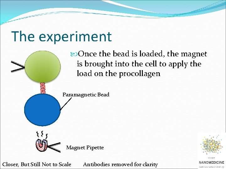 The experiment Once the bead is loaded, the magnet is brought into the cell