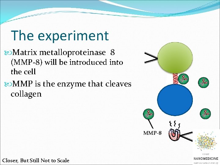 The experiment Matrix metalloproteinase 8 (MMP-8) will be introduced into the cell MMP is