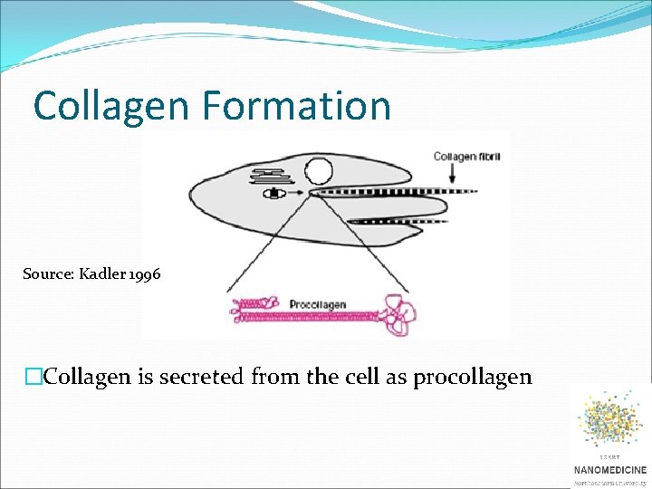 Collagen Formation Source: Kadler 1996 �Collagen is secreted from the cell as procollagen 