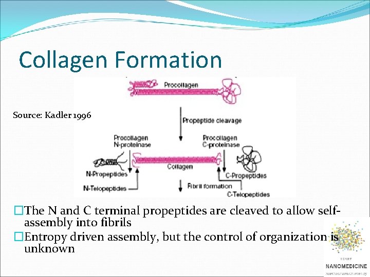 Collagen Formation Source: Kadler 1996 �The N and C terminal propeptides are cleaved to