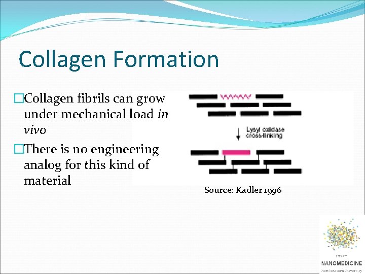 Collagen Formation �Collagen fibrils can grow under mechanical load in vivo �There is no