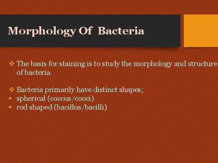 Morphology Of Bacteria v The basis for staining is to study the morphology and