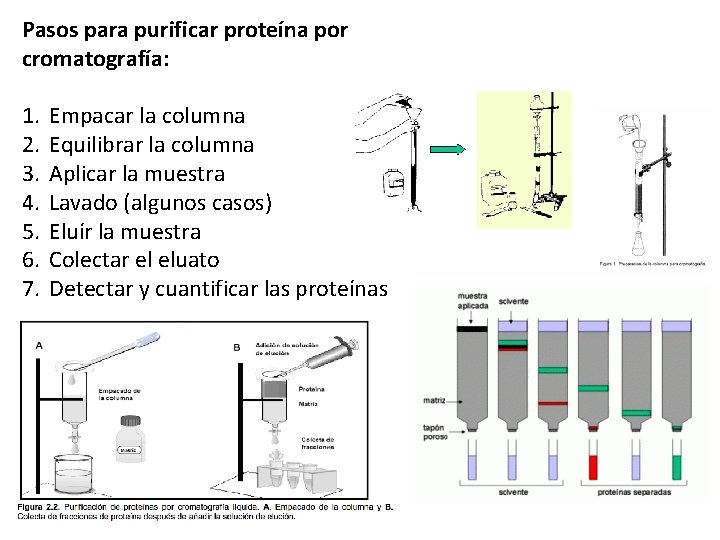 Pasos para purificar proteína por cromatografía: 1. 2. 3. 4. 5. 6. 7. Empacar