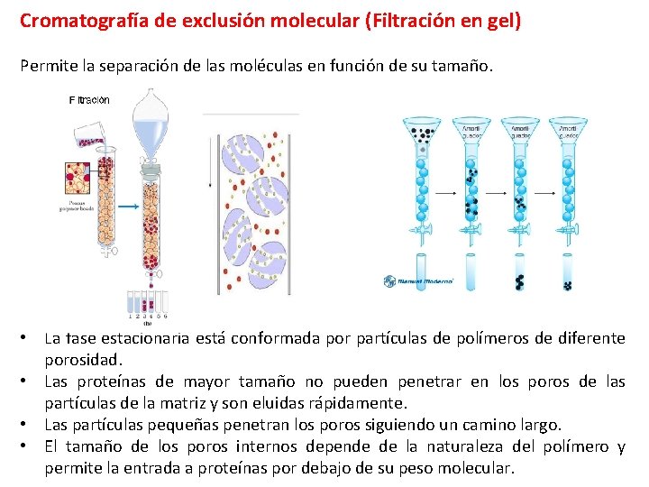 Cromatografía de exclusión molecular (Filtración en gel) Permite la separación de las moléculas en