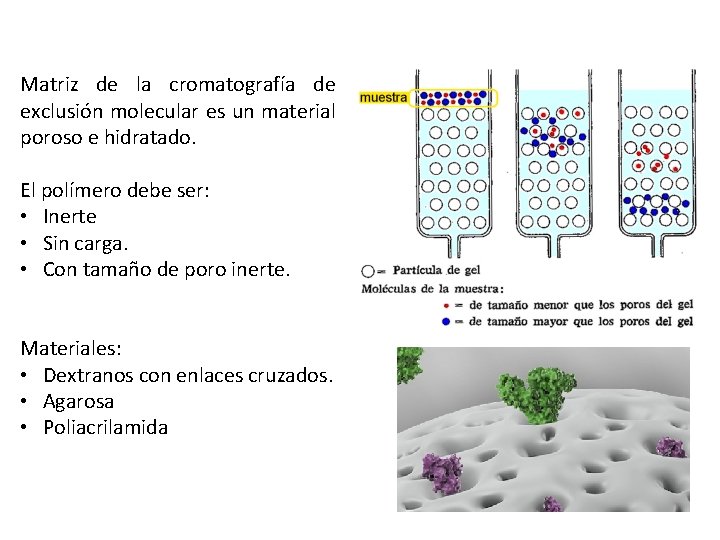 Matriz de la cromatografía de exclusión molecular es un material poroso e hidratado. El