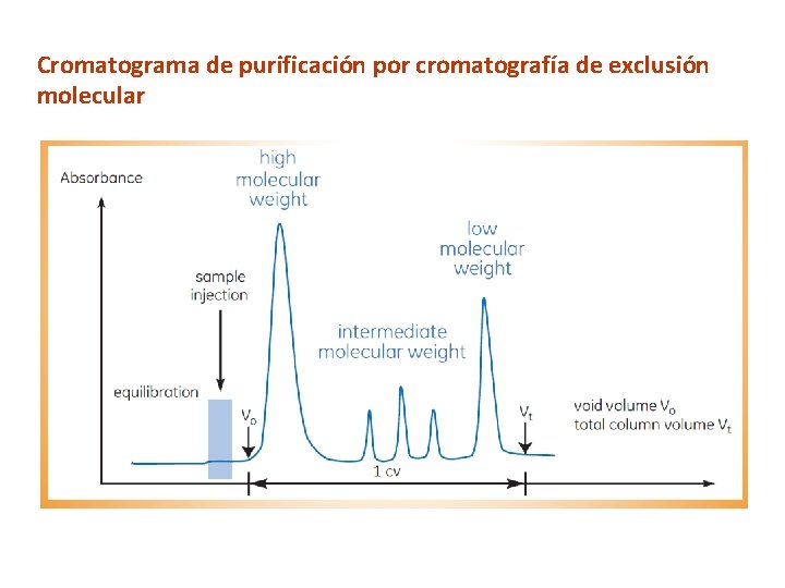 Cromatograma de purificación por cromatografía de exclusión molecular 