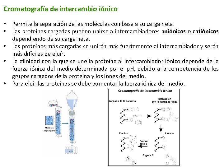 Cromatografía de intercambio iónico • Permite la separación de las moléculas con base a