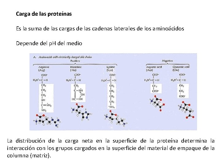 Carga de las proteínas Es la suma de las cargas de las cadenas laterales