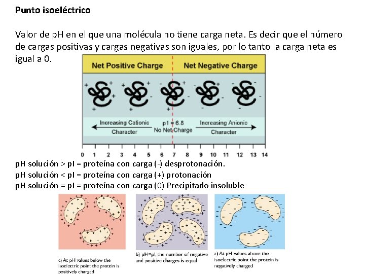 Punto isoeléctrico Valor de p. H en el que una molécula no tiene carga