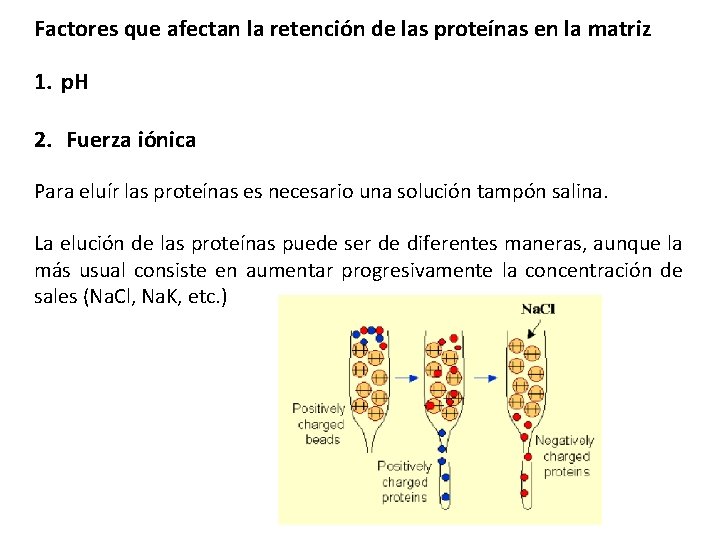 Factores que afectan la retención de las proteínas en la matriz 1. p. H