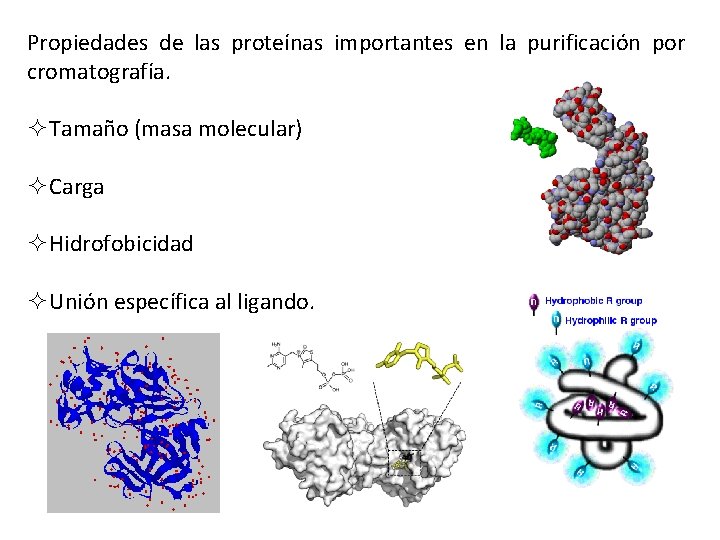 Propiedades de las proteínas importantes en la purificación por cromatografía. ²Tamaño (masa molecular) ²Carga
