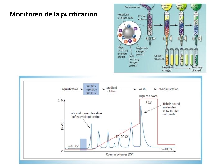 Monitoreo de la purificación 