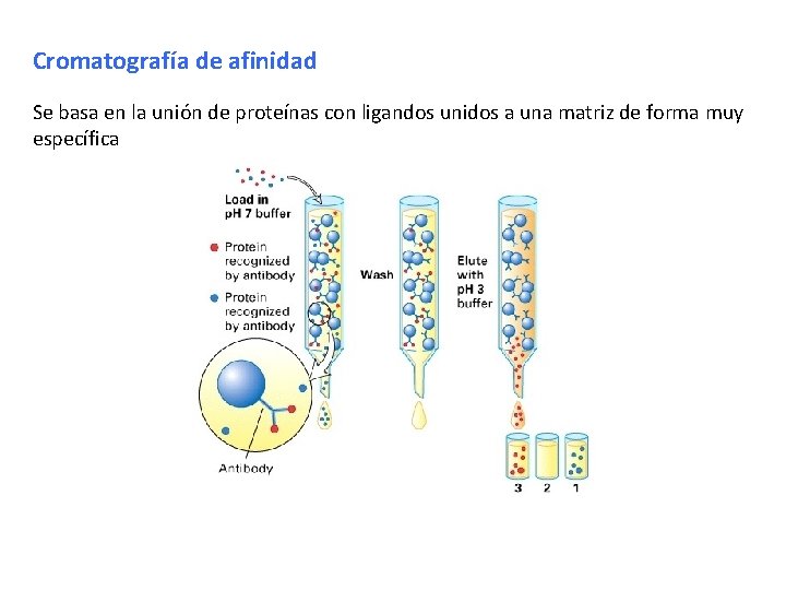 Cromatografía de afinidad Se basa en la unión de proteínas con ligandos unidos a