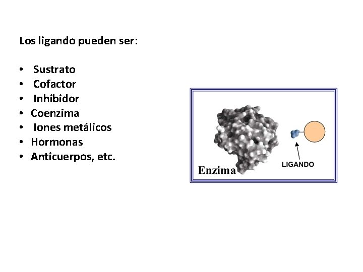 Los ligando pueden ser: • • Sustrato Cofactor Inhibidor Coenzima Iones metálicos Hormonas Anticuerpos,