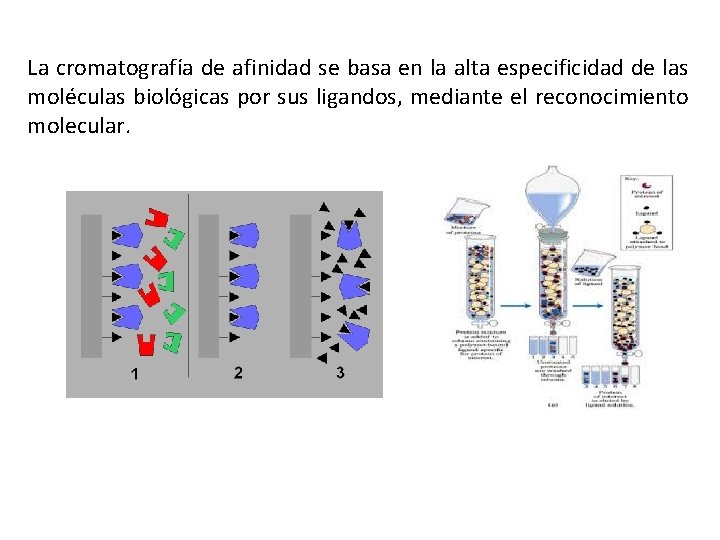 La cromatografía de afinidad se basa en la alta especificidad de las moléculas biológicas