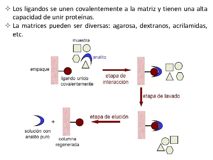 ² Los ligandos se unen covalentemente a la matriz y tienen una alta capacidad