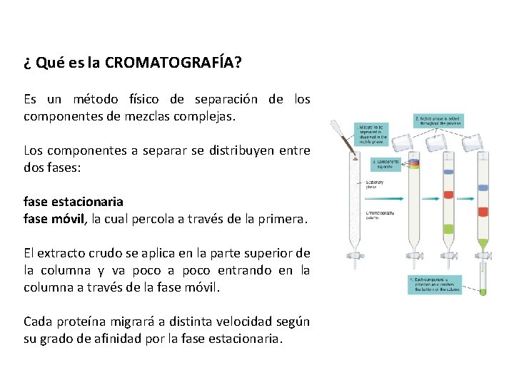 ¿ Qué es la CROMATOGRAFÍA? Es un método físico de separación de los componentes