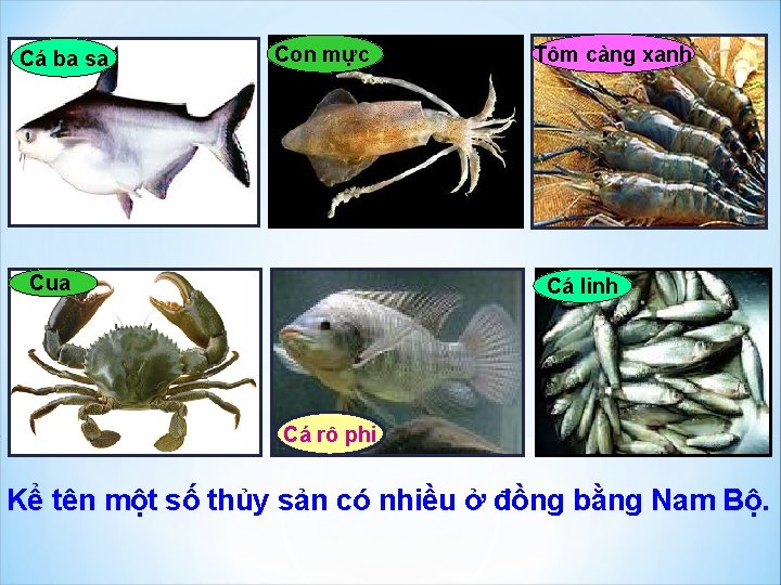 Cá ba sa Con mực Cua Tôm càng xanh Cá linh Cá rô phi Cá ba sa Con mực Cua Tôm càng xanh Cá linh Cá rô phi