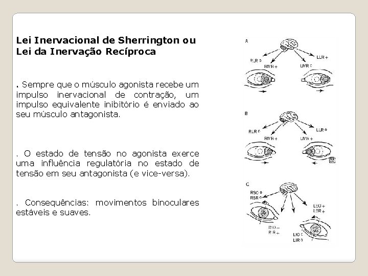 Lei Inervacional de Sherrington ou Lei da Inervação Recíproca. Sempre que o músculo agonista