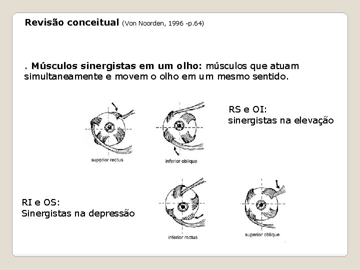 Revisão conceitual (Von Noorden, 1996 -p. 64) . Músculos sinergistas em um olho: músculos