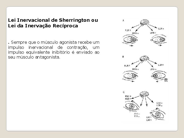 Lei Inervacional de Sherrington ou Lei da Inervação Recíproca. Sempre que o músculo agonista