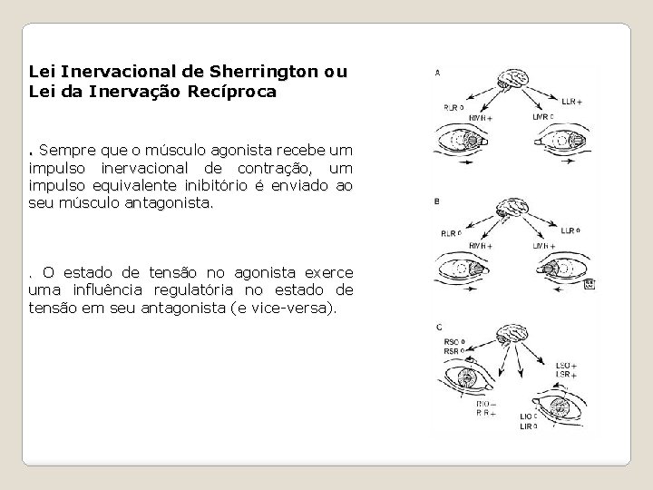 Lei Inervacional de Sherrington ou Lei da Inervação Recíproca. Sempre que o músculo agonista