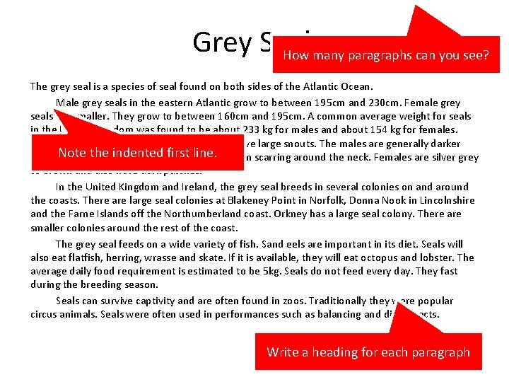 Grey Seals How many paragraphs can you see? The grey seal is a species